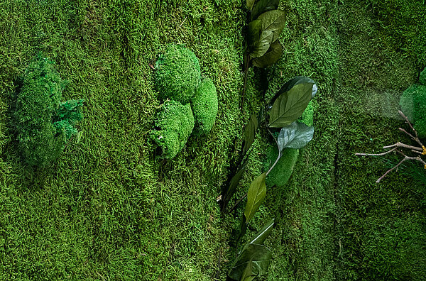 Moss wall texture Greenwood Extra Plus