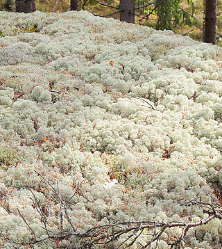 Rohstoff & Abbau Vorschau Freund GmbH, Herstellung, Herstellung und Abbau, Woher kommen unsere Materialien, Moos und Rinden (Barkhouse)