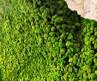 Evergreen Moos Flex Freund Evergreen Moos Flex, Mooswände & Moosbilder für Innenräume, Islandmoos / Rentiermoos, Standardformat auf biegsamen Textil