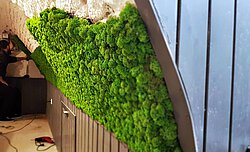 Highly flexible moss panels for cellar vault cladding, restaurant, functionally acoustic