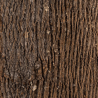 NATURE Natürliche Wanddekoration aus Baumrinden, Leder, Holz Skulpturen und mehr, Freund GmbH NATURE, biophilic design