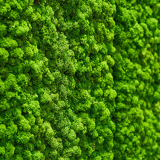 GREEN Pflegefreie Mooswände und Moosbilder für Innenräume, Bürodesign , Hotel, Spa, Ladenbau, Freund GmbH GREEN, biophilic design