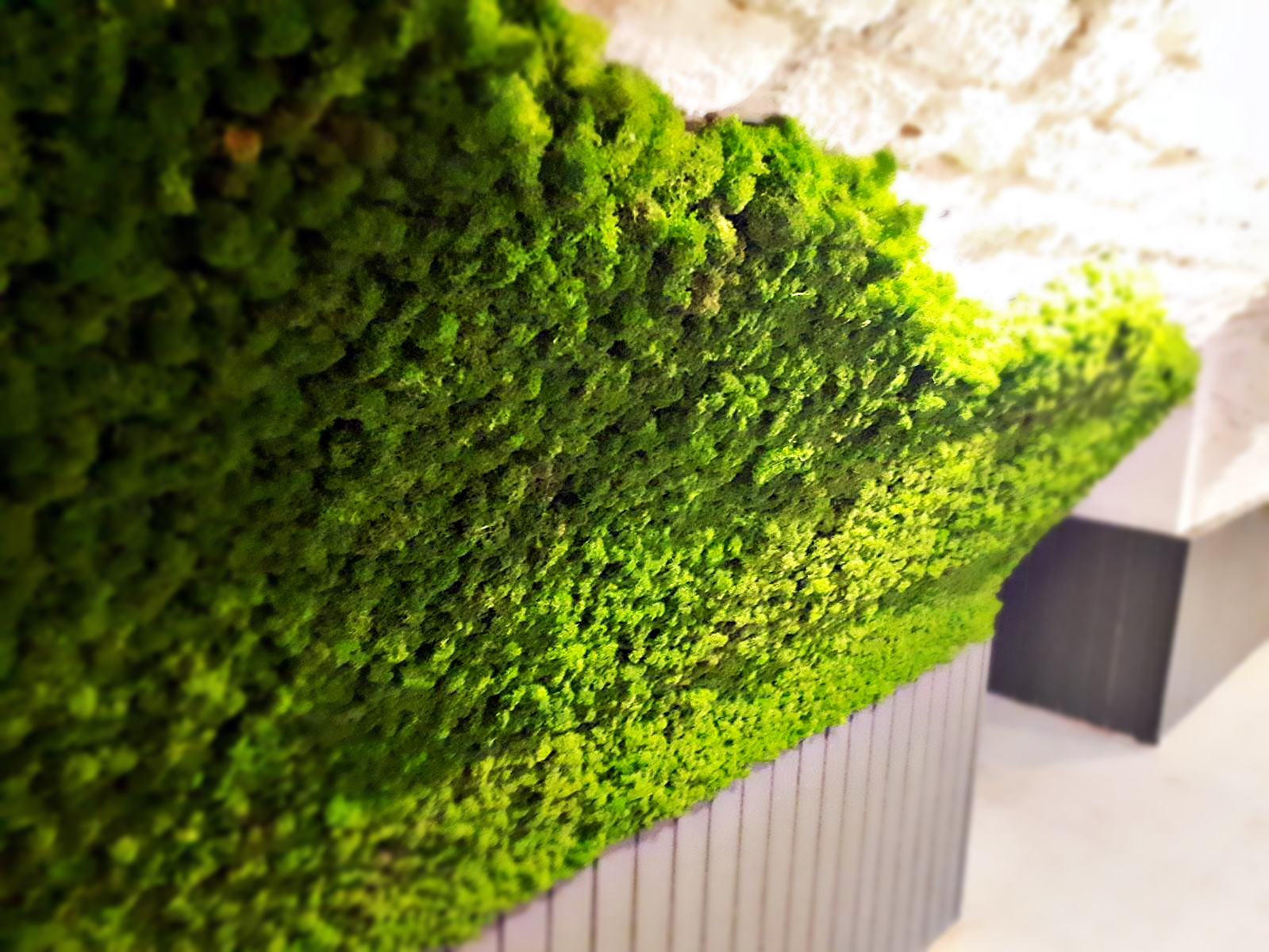 Highly flexible moss panels for cellar vault cladding, restaurant, functionally acoustic