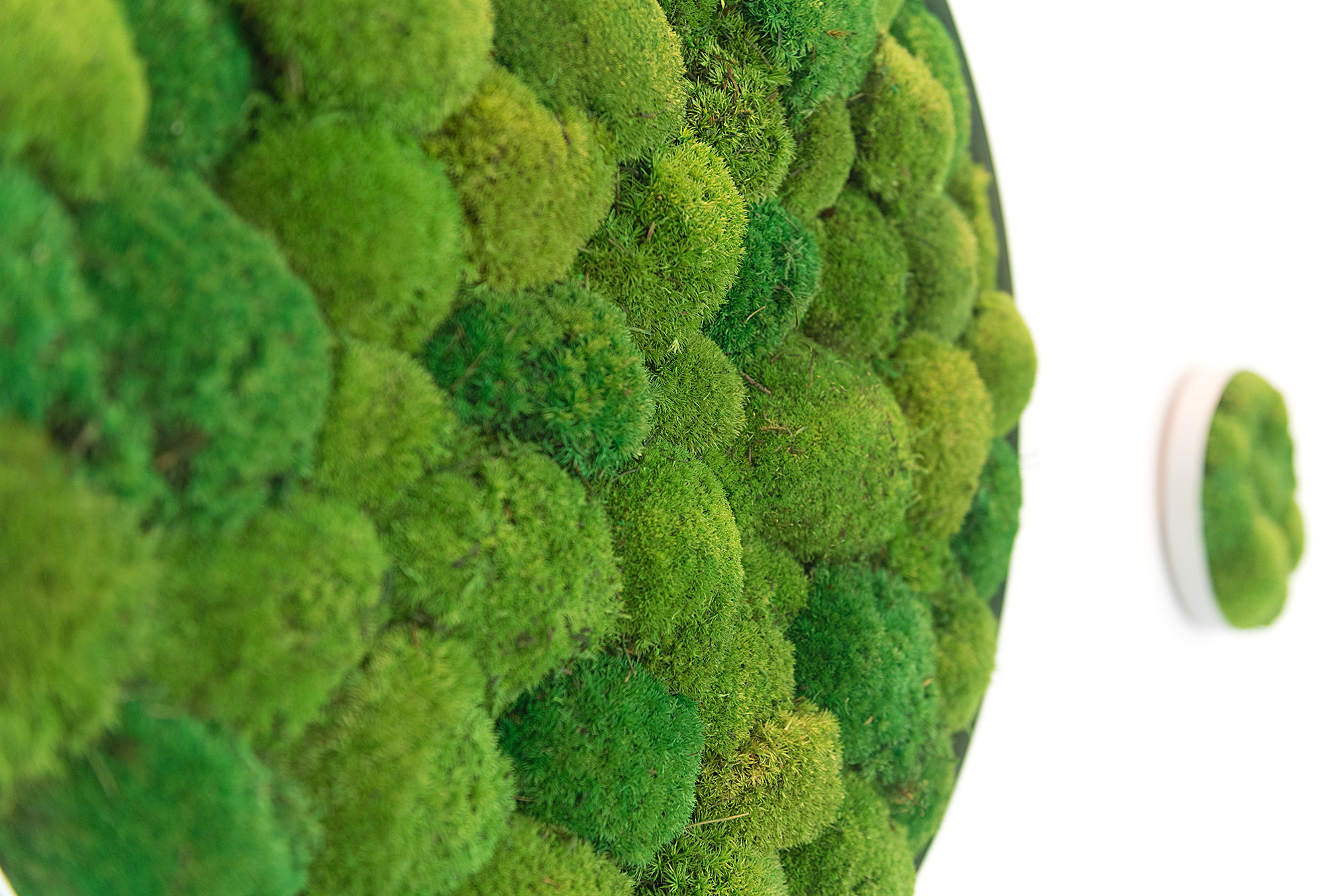 Pflegefreie Mooswand, konserviertes Greenhill Premium Polstermoos, Tierarztpraxis Eingangsbereich